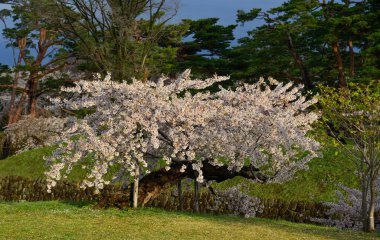 Hakodate, Hokkaido, Japonya 'daki Goryokaku Parkı' nda kiraz çiçekleri (sakura) açan bahar manzarası.