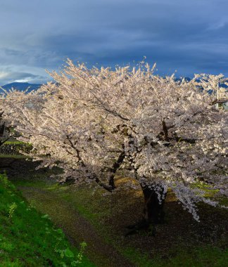 Hakodate, Hokkaido, Japonya 'daki Goryokaku Parkı' nda kiraz çiçekleri (sakura) açan bahar manzarası.