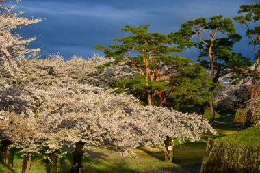 Hakodate, Hokkaido, Japonya 'daki Goryokaku Parkı' nda kiraz çiçekleri (sakura) açan bahar manzarası.