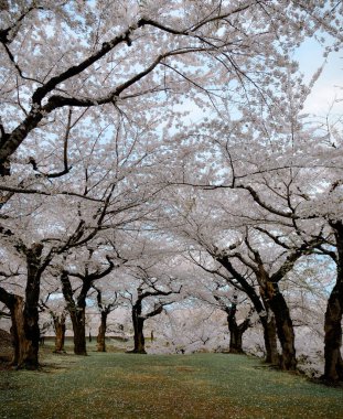 Hakodate, Hokkaido, Japonya 'daki Goryokaku Parkı' nda kiraz çiçeklerinin açtığı güzel bahar manzarası.