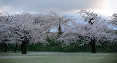 Hakodate, Hokkaido, Japonya 'daki Goryokaku Parkı' nda kiraz çiçeklerinin açtığı güzel bahar manzarası.