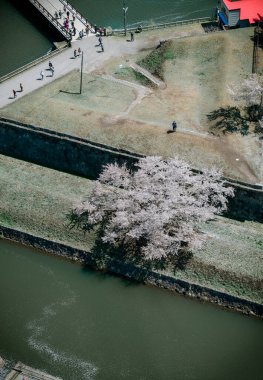 Hakodate, Japonya - 27 Nisan 2023. Hakodate, Japonya 'daki Goryokaku Kalesi' nde kiraz çiçekleri çiçek açıyor. Goryokaku Kulesi 'nin gözlemevinden görüntü.