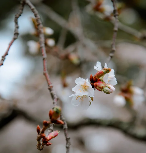 Flores Cerezo Plena Floración Parque Goryokaku Hakodate Hokkaido Japón —  Fotos de Stock