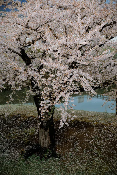 Pfirsichblüten Sakura Blühen Der Goryokaku Burg Hakodate Hokkaido Japan — Stockfoto
