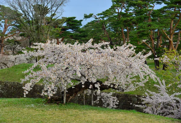 Wiosenny Krajobraz Kwiatami Wiśni Sakura Kwitnący Parku Goryokaku Hakodate Hokkaido — Zdjęcie stockowe