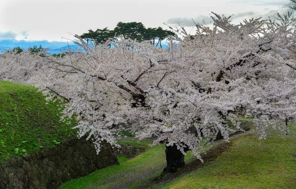 Jarní Krajina Třešňovými Květy Sakura Kvetoucími Parku Goryokaku Hakodate Hokkaido — Stock fotografie