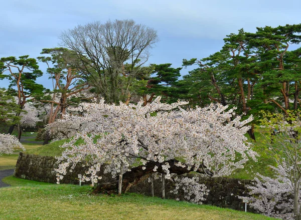 Spring Landscape Cherry Blossoms Sakura Blooming Goryokaku Park Hakodate Hokkaido — Stock Photo, Image
