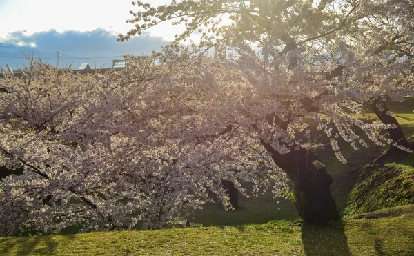 Frühlingslandschaft Mit Kirschblüten Sakura Goryokaku Park Hakodate Hokkaido Japan — Stockfoto