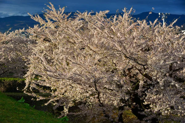 Vårlandskap Med Körsbärsblommor Sakura Blommar Goryokaku Park Hakodate Hokkaido Japan — Stockfoto