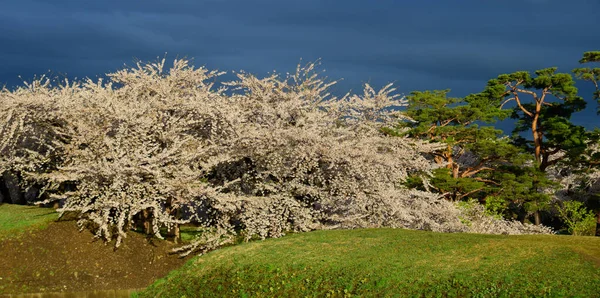 Paysage Printanier Avec Des Fleurs Cerisier Sakura Fleurissant Dans Parc — Photo