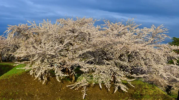 Vårlandskap Med Körsbärsblommor Sakura Blommar Goryokaku Park Hakodate Hokkaido Japan — Stockfoto
