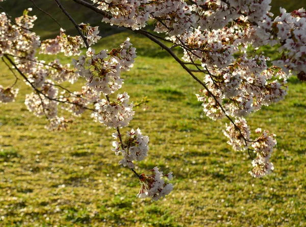 Spring Landscape Cherry Blossoms Sakura Blooming Goryokaku Park Hakodate Hokkaido — Stock Photo, Image