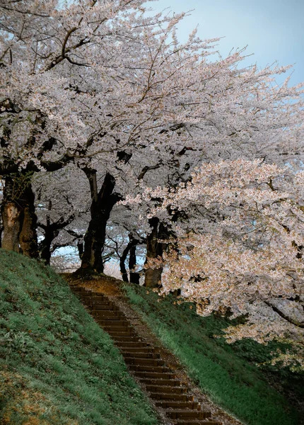 Gyönyörű Tavaszi Táj Cseresznyevirágzással Goryokaku Parkban Hakodate Ben Hokkaido Japán — Stock Fotó