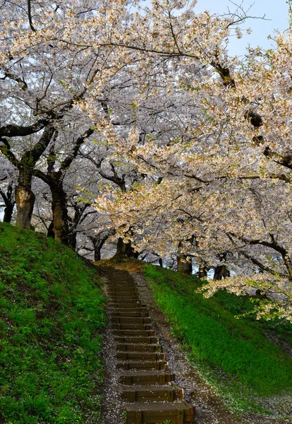 Beautiful Spring Landscape Cherry Blossoms Goryokaku Park Hakodate Hokkaido Japan — Stock Photo, Image