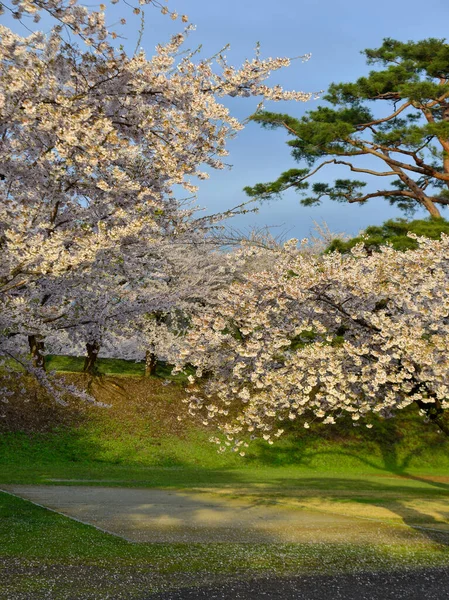 Beautiful Spring Landscape Cherry Blossoms Goryokaku Park Hakodate Hokkaido Japan — Stock Photo, Image