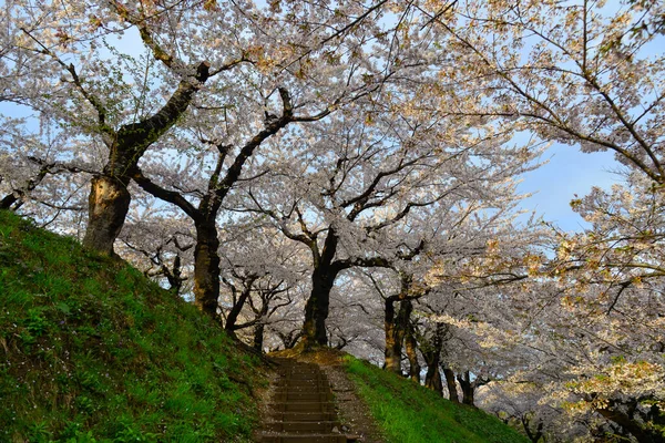 Hakodate, Hokkaido, Japonya 'daki Goryokaku Parkı' nda kiraz çiçeklerinin açtığı güzel bahar manzarası.