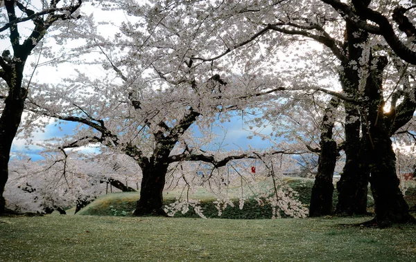 日本北海道客场高丽草谷公园美丽的春景与樱花 — 图库照片