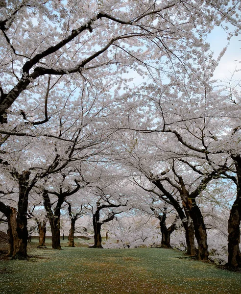 Gyönyörű Tavaszi Táj Cseresznyevirágzással Goryokaku Parkban Hakodate Ben Hokkaido Japán — Stock Fotó