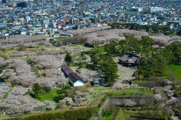 Hakodate Japão Abril 2023 Cereja Floresce Plena Floração Castelo Goryokaku — Fotografia de Stock
