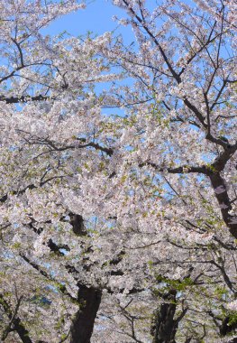 Hakodate, Hokkaido, Japonya 'daki Goryokaku Parkı' nda kiraz çiçekleri çiçek açmış..