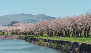Hakodate, Hokkaido, Japonya 'daki Goryokaku Parkı' nda kiraz çiçekleri çiçek açmış..