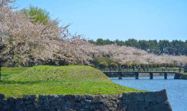 Hakodate, Hokkaido, Japonya 'daki Goryokaku Parkı' nda kiraz çiçekleri çiçek açmış..