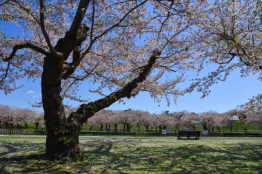 Hakodate, Japonya - 27 Nisan 2023. Hakodate, Hokkaido, Japonya 'daki Goryokaku Parkı' nda kiraz çiçekleri çiçek açmış..