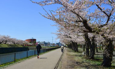 Hakodate, Japonya - 27 Nisan 2023. İnsanlar Hakodate, Hokkaido, Japonya 'da Goryokaku Park' ında kiraz çiçekleriyle yürüyorlar..