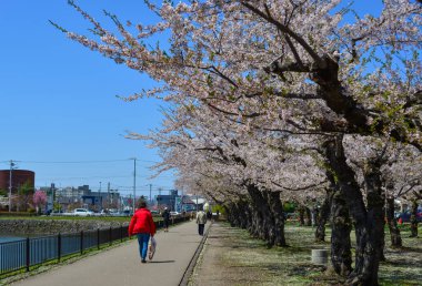 Hakodate, Japonya - 27 Nisan 2023. İnsanlar Hakodate, Hokkaido, Japonya 'da Goryokaku Park' ında kiraz çiçekleriyle yürüyorlar..