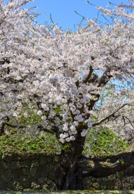 Hakodate, Hokkaido, Japonya 'da güneşli bir günde kiraz çiçekleri açar..