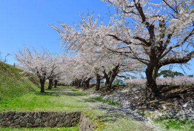 Hakodate, Hokkaido, Japonya 'da güneşli bir günde kiraz çiçekleri açar..