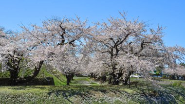 Hakodate, Hokkaido, Japonya 'daki Goryokaku Park' ında kiraz çiçeklerinin açmasını izleyin..