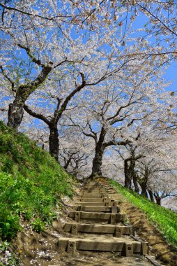 Hakodate, Hokkaido, Japonya 'daki bahar parkında kiraz çiçeklerinin açmasını izleyin..