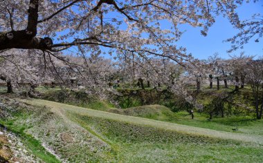 Hakodate, Hokkaido, Japonya 'daki bahar parkında kiraz çiçeklerinin açmasını izleyin..