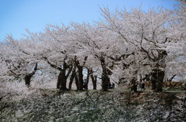 Güzel güneşli bir günde Hakodate, Hokkaido, Japonya 'daki bahar parkında kiraz çiçeklerinin açmasını izlemek..