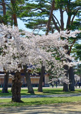 Güzel güneşli bir günde Hakodate, Hokkaido, Japonya 'daki bahar parkında kiraz çiçeklerinin açmasını izlemek..