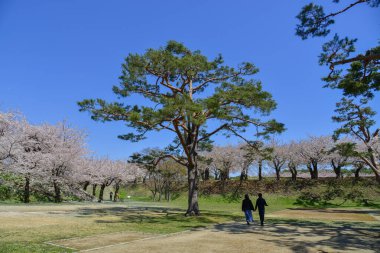 Güzel güneşli bir günde Hakodate, Hokkaido, Japonya 'daki bahar parkında kiraz çiçeklerinin açmasını izlemek..