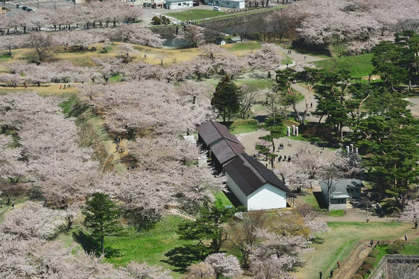 2023年4月27日 函館の五稜郭で満開の桜 五稜郭タワーの展望台からの眺め — ストック写真