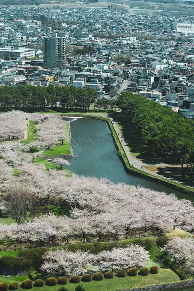 Hakodate Japão Abril 2023 Cereja Floresce Plena Floração Castelo Goryokaku — Fotografia de Stock