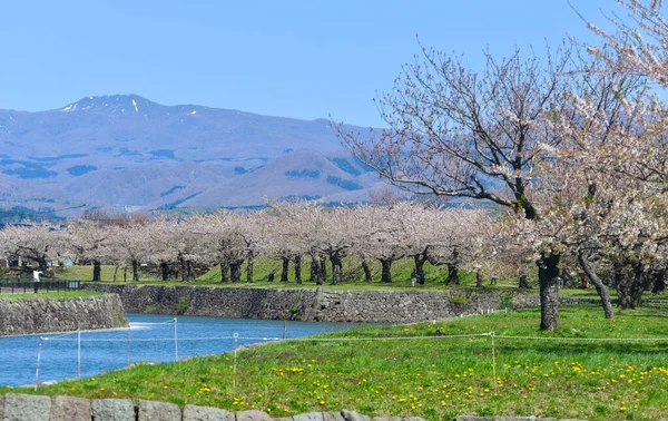 Hakodate, Hokkaido, Japonya 'daki Goryokaku Parkı' nda kiraz çiçekleri çiçek açmış..