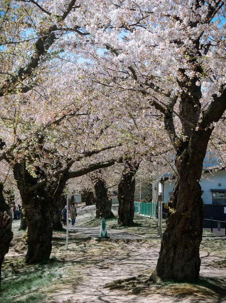 Hakodate Japan April 2023 Kirschblüten Voller Blüte Goryokaku Park Hakodate — Stockfoto
