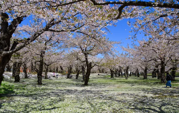 stock image Cherry blossoms in full bloom at Goryokaku Park in Hakodate, Hokkaido, Japan.