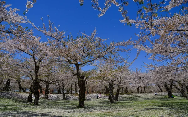 北海道函館市の五稜郭公園で満開の桜 — ストック写真