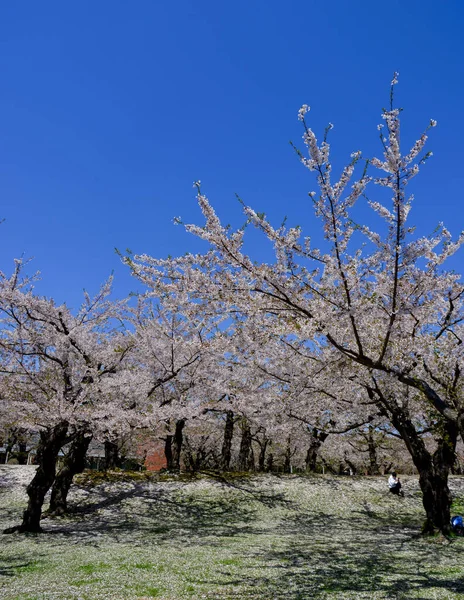 Třešňové Květy Plném Květu Parku Goryokaku Hakodate Hokkaido Japonsko — Stock fotografie