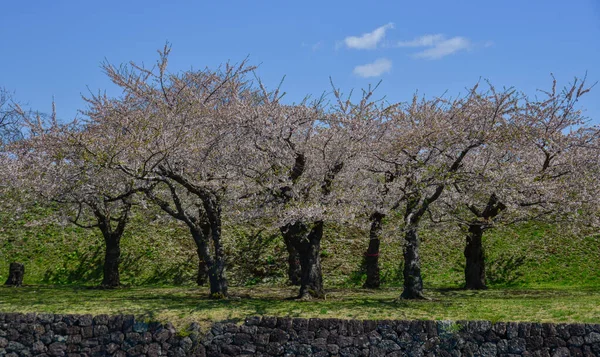 Flores Cerejeira Plena Floração Parque Goryokaku Hakodate Hokkaido Japão — Fotografia de Stock