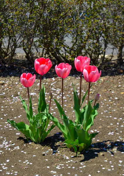 Tulipánové Květiny Ulici Slunečného Dne Hakodate Japonsko — Stock fotografie
