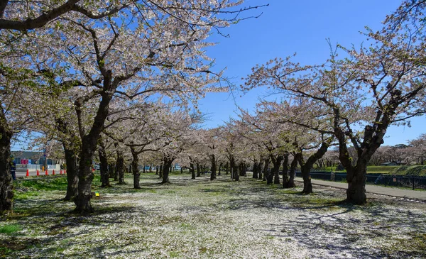 Flores Cerezo Plena Floración Parque Goryokaku Hakodate Hokkaido Japón — Foto de Stock