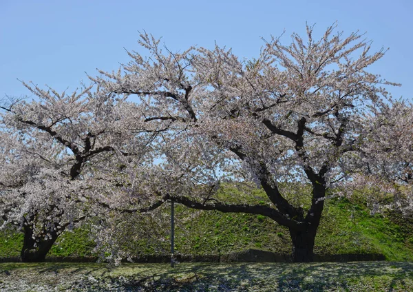 Kirschblüten Voller Blüte Goryokaku Park Hakodate Hokkaido Japan — Stockfoto