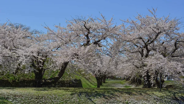 Цветение Сакуры Полном Расцвете Парке Горёкаку Хакодате Хоккайдо Япония — стоковое фото