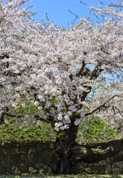 Цвіт Вишневого Цвіту Сонячний День Хакодаті Хоккайдо Японія — стокове фото